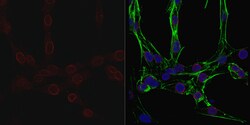 MilliporeSigma Nuclear Pore Complex Proteins, Mouse, Unlabeled, Clone: